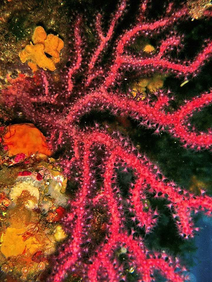 gorgonie
